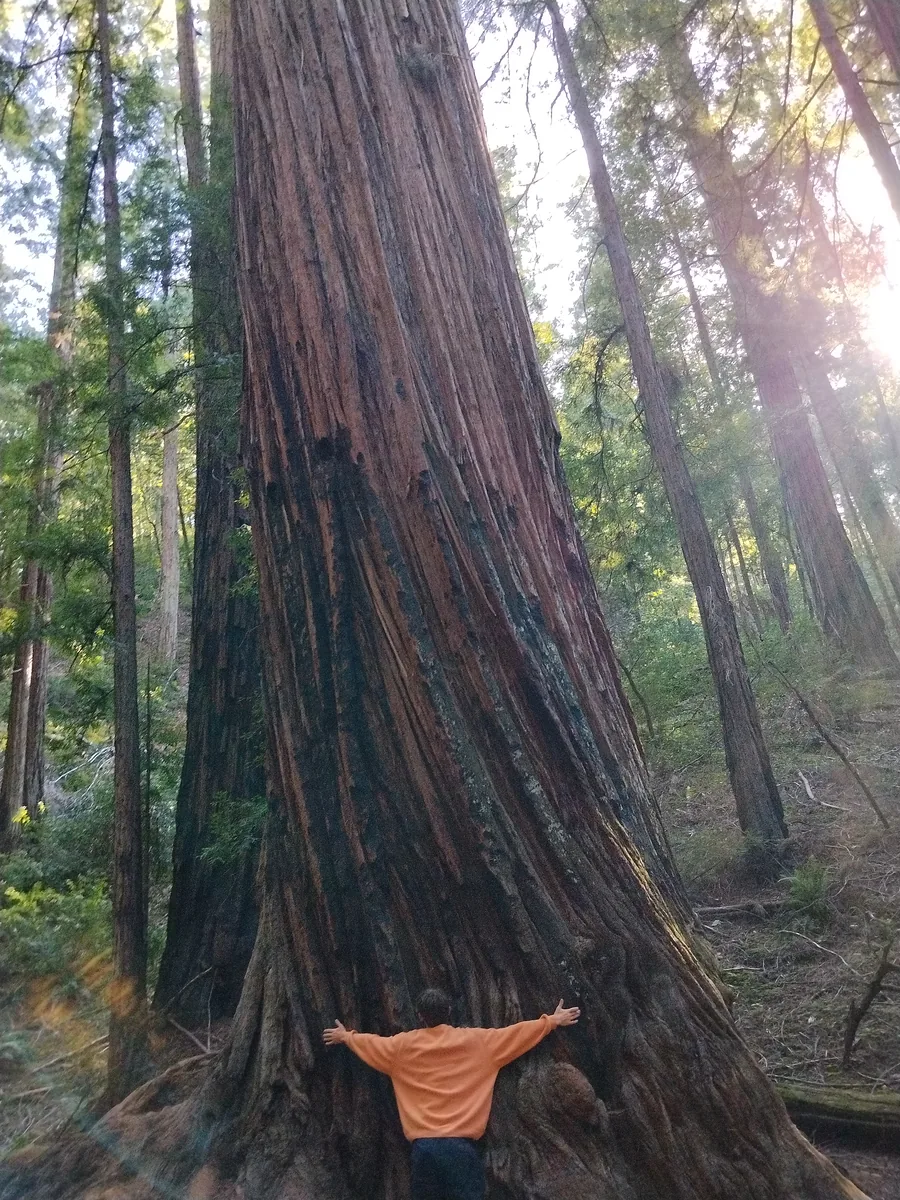 In front of a redwood in a Northern California forest