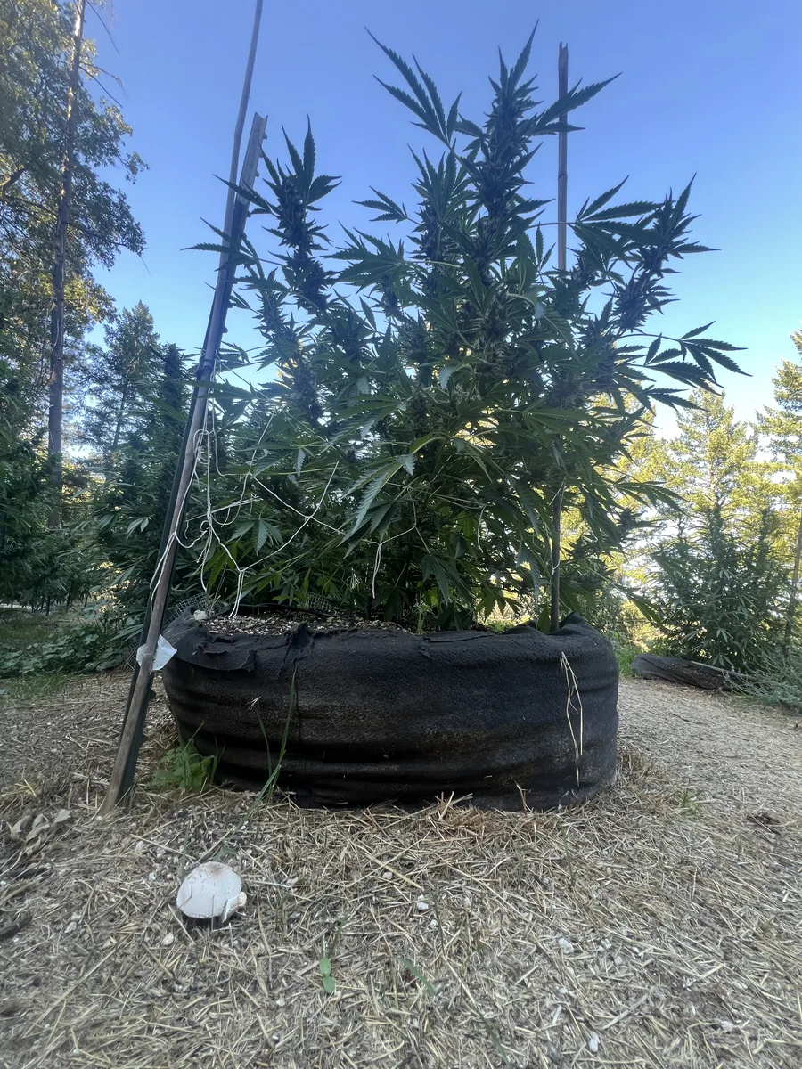 Full-grown outdoor plant in a tyre bed