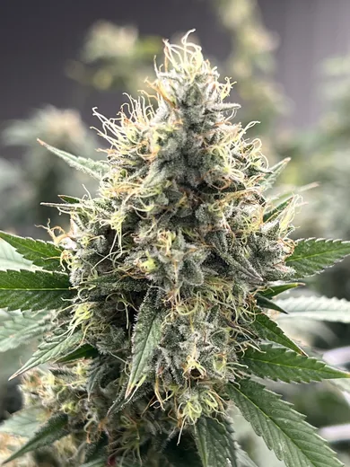 Photo 2 of Cannabis Social Club CAGH1 e.V.