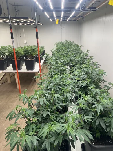 Photo 3 of Cannabis Social Club CAGH1 e.V.