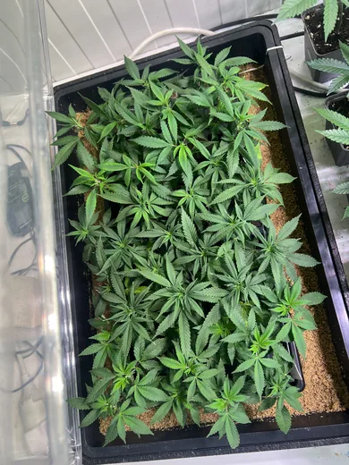 Photo 4 of Cannabis Social Club CAGH1 e.V.