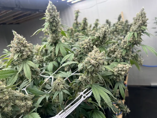 Photo 5 of Cannabis Social Club CAGH1 e.V.