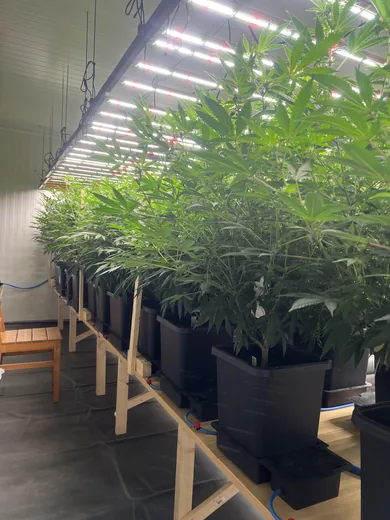 Photo 6 of Cannabis Social Club CAGH1 e.V.