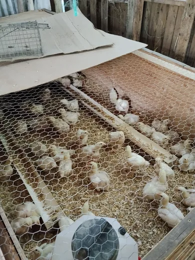 Photo 3 of Happy Day Farms