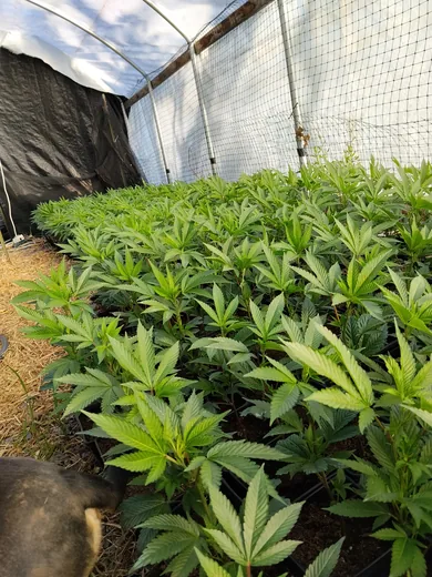 Photo 4 of Happy Day Farms