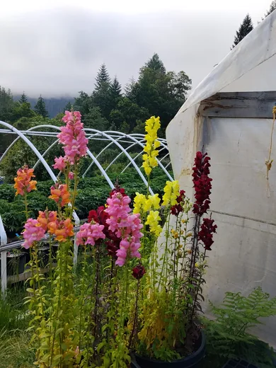 Photo 4 of Humboldt Seed Company