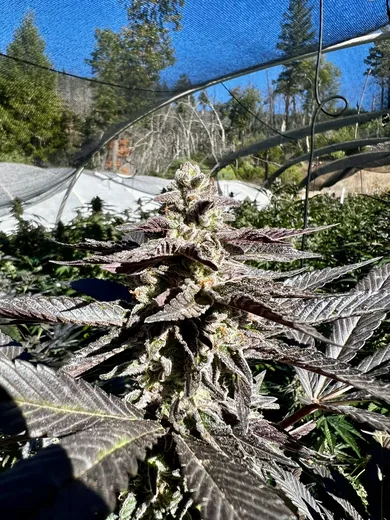 Photo 6 of Off Grid Farm