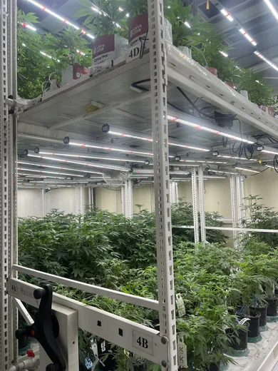 Photo 4 of Purple City Genetics