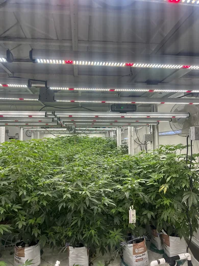 Photo 5 of Purple City Genetics