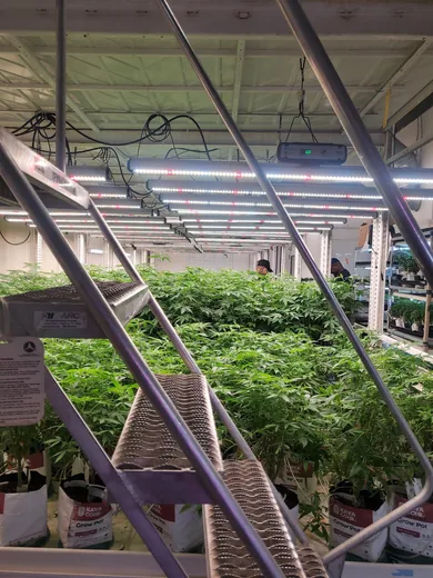 Photo 7 of Purple City Genetics