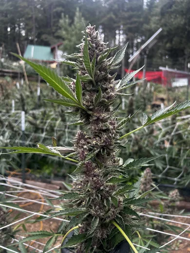 Photo 3 of Sunrise Gardens