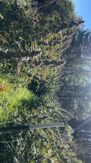 Photo 6 of Sunrise Gardens