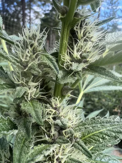 Photo 8 of Sunrise Gardens