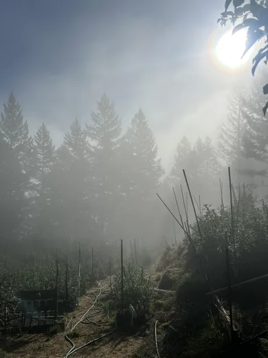Photo 11 of Sunrise Gardens