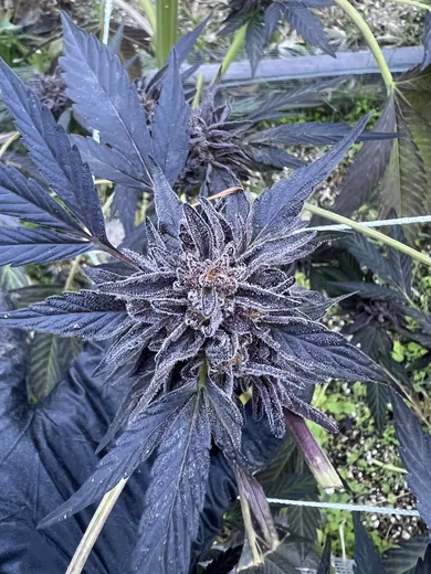 Photo 16 of Sunrise Gardens